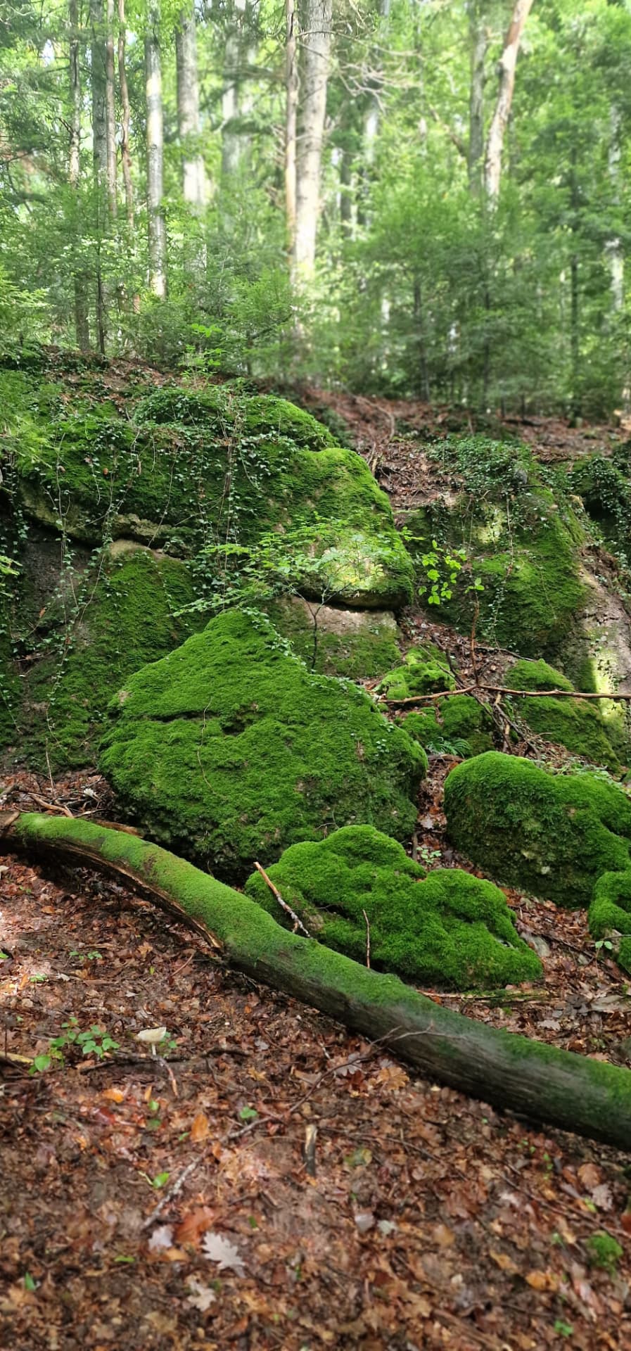 Sous-bois et rochers recouverts de mousse