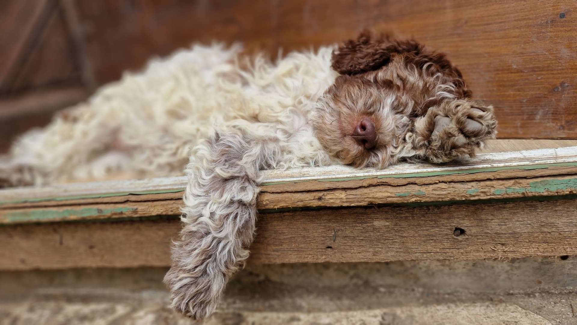 Chiot Lagotto endormi sur une marche en bois