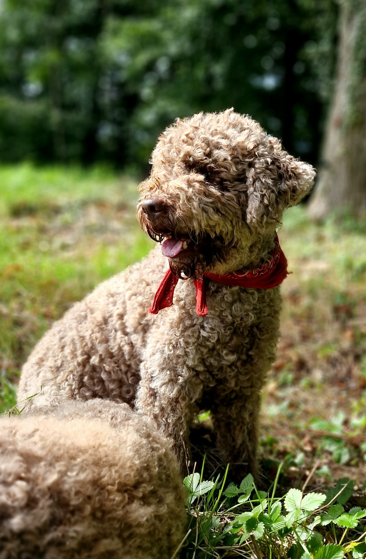 Lagotto au foulard rouge dans la forêt