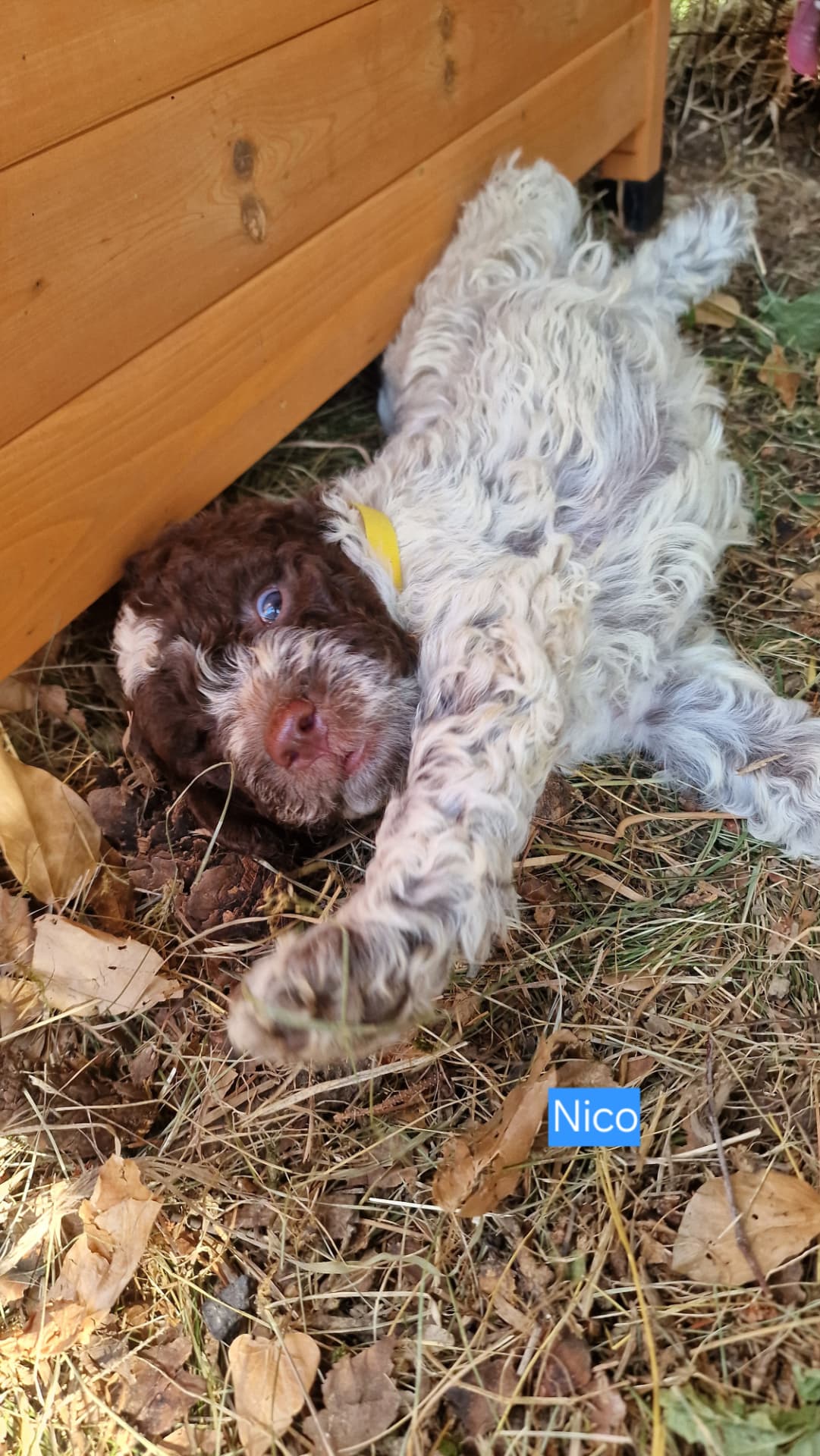 Chiot Lagotto allongé dans l’herbe, une patte levée