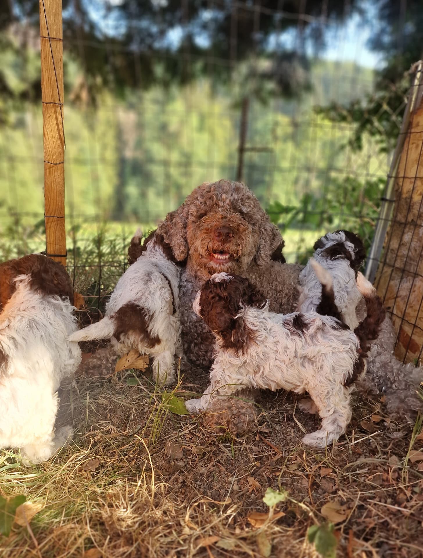 Un Lagotto entouré de chiots à côté de leur niche