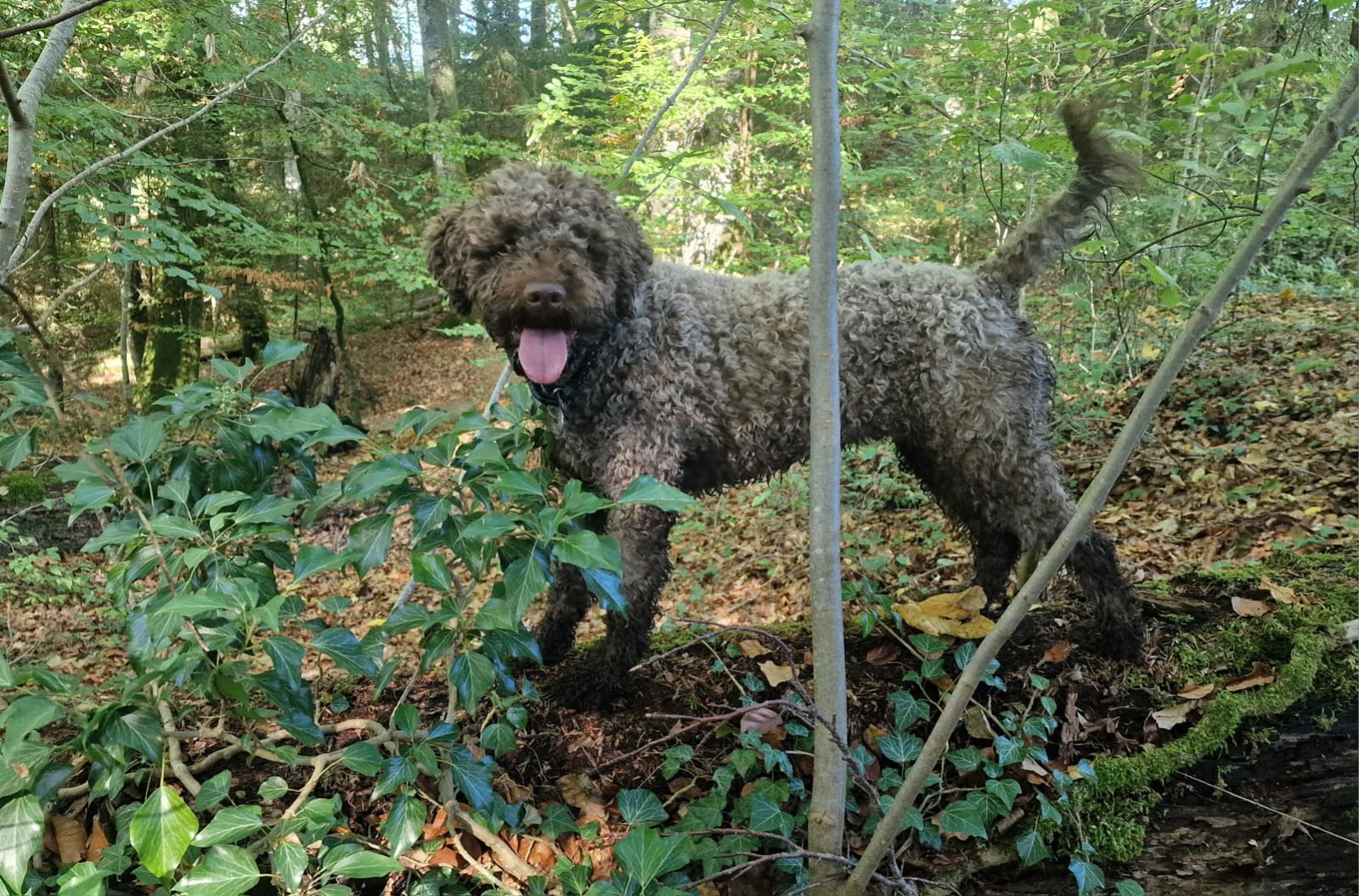 Misty, Lagotto femelle au pelage brun dans la forêt