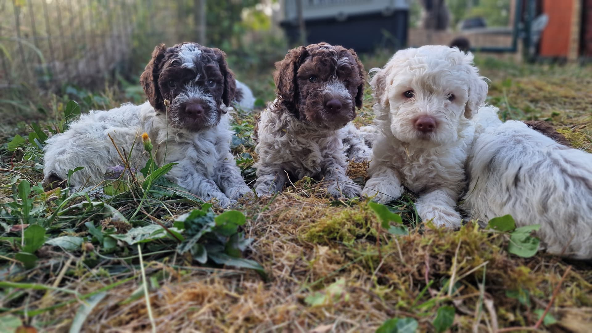 Trois chiots Lagotto dans l’herbe