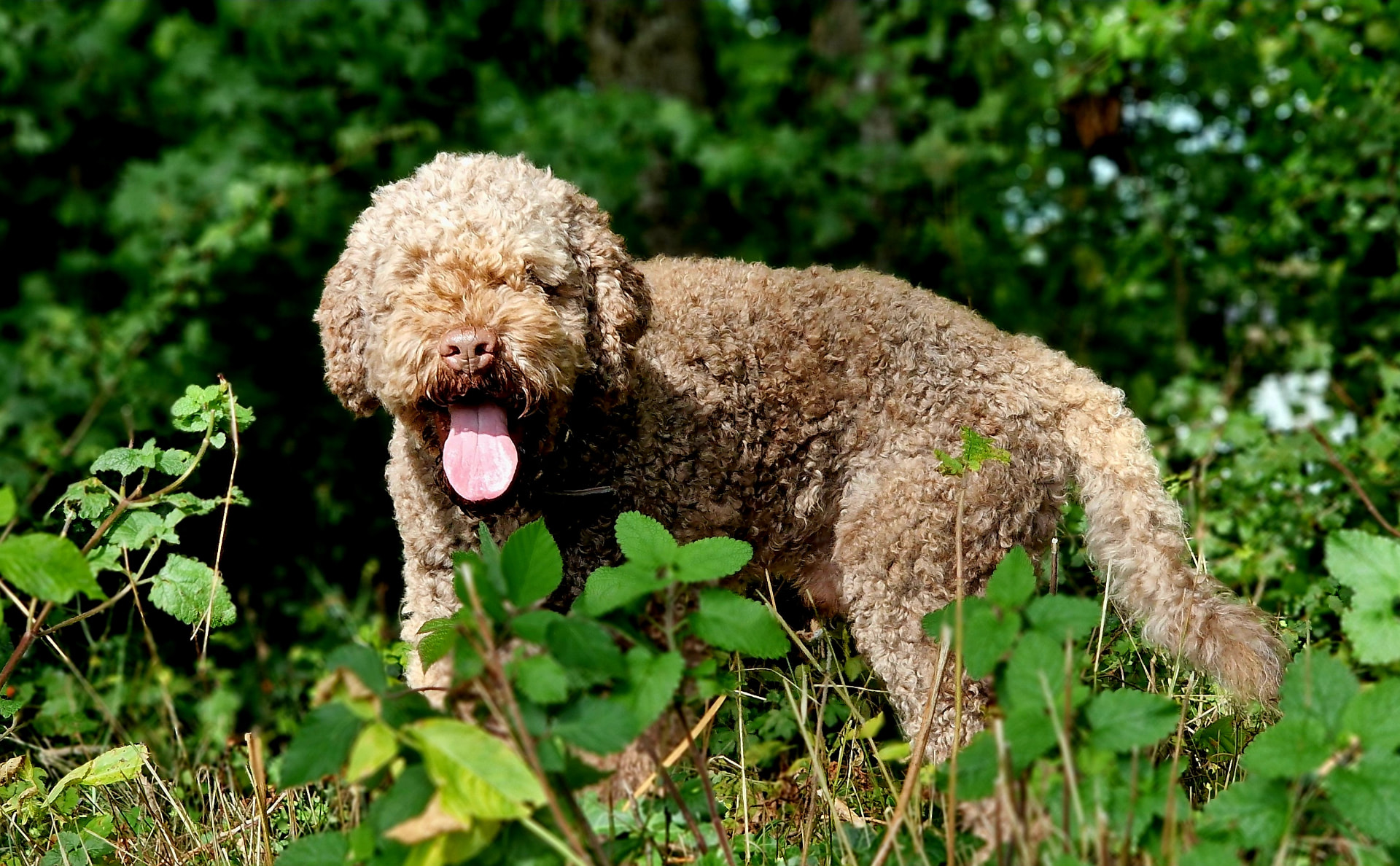 Un Lagotto au milieu de la végétation