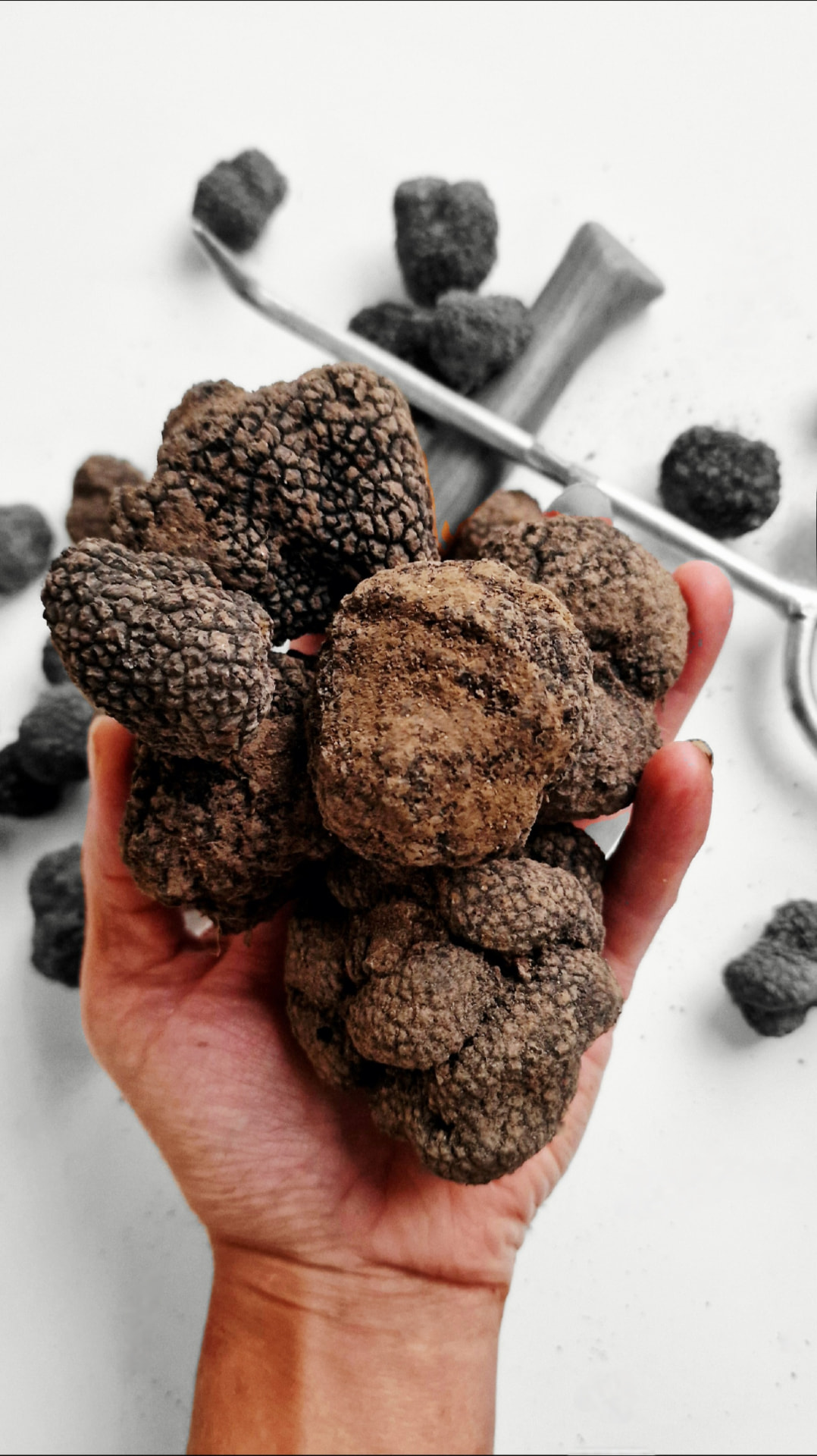 Des truffes fraîches présentées dans une main