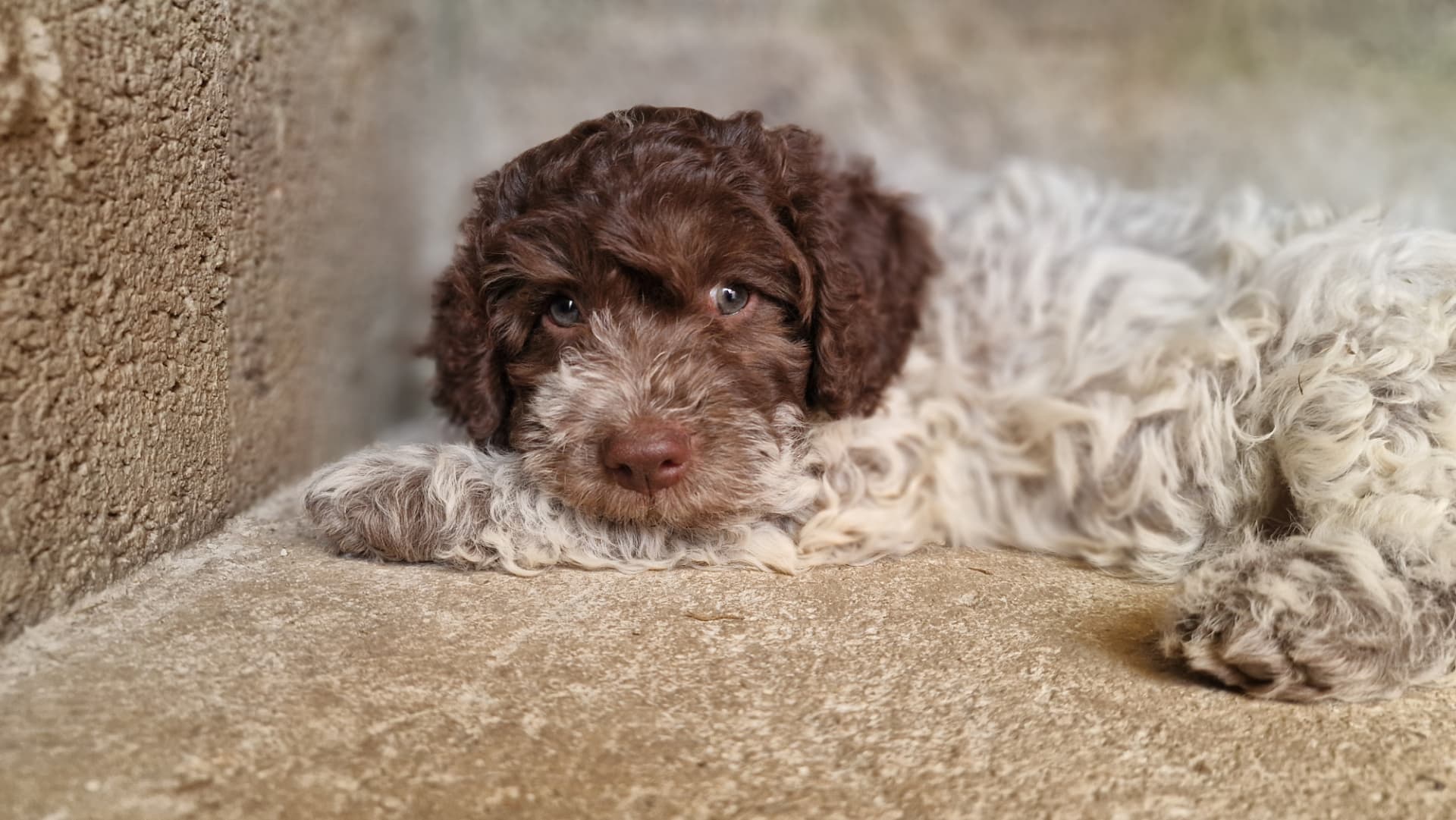 Chiot Lagotto au repos contre un mur