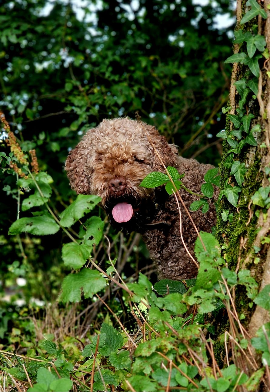 Maro, Lagotto mâle brun près d’un arbre dans le sous-bois