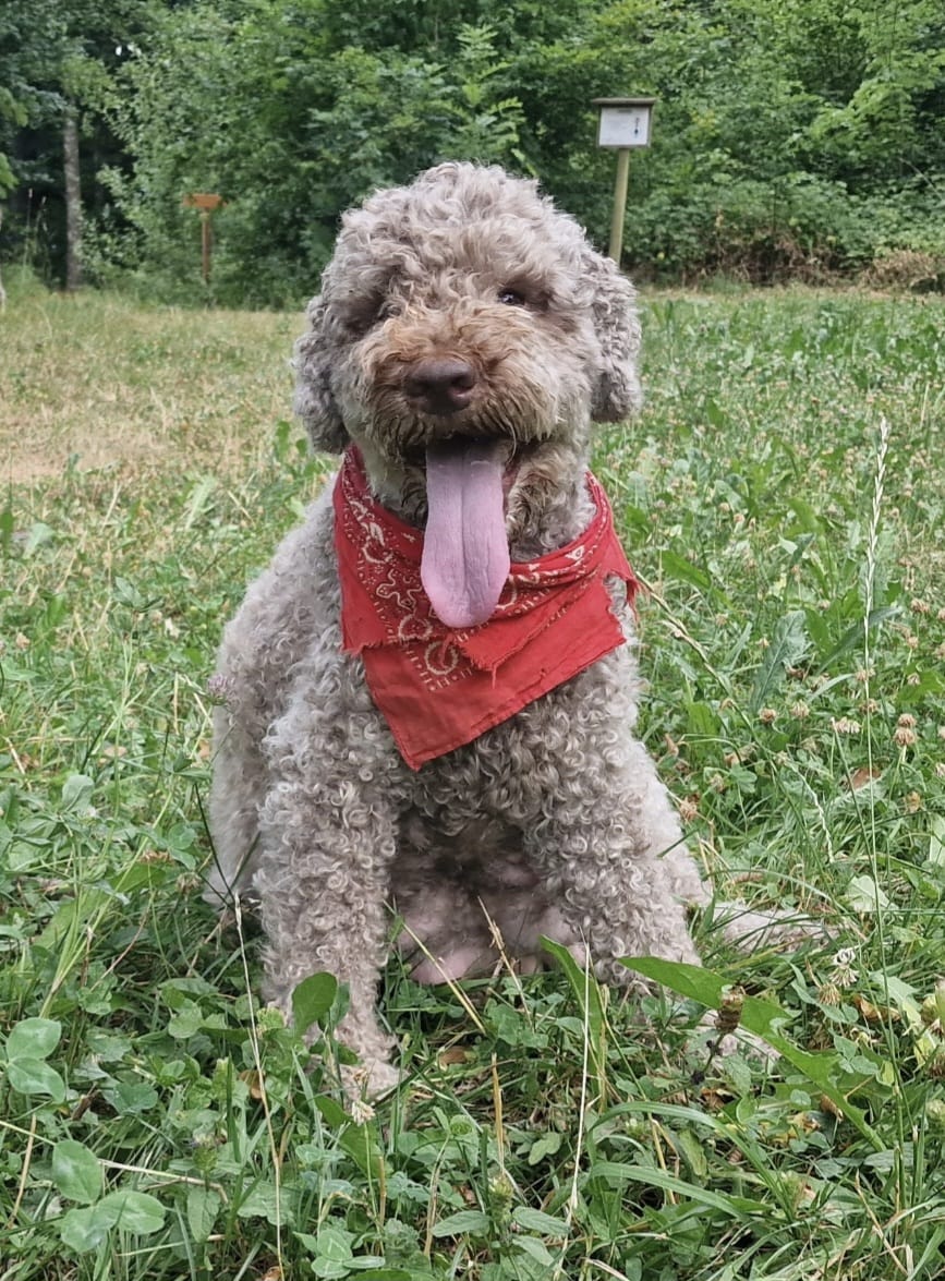 Terry, Lagotto femelle au foulard rouge, assise dans l’herbe