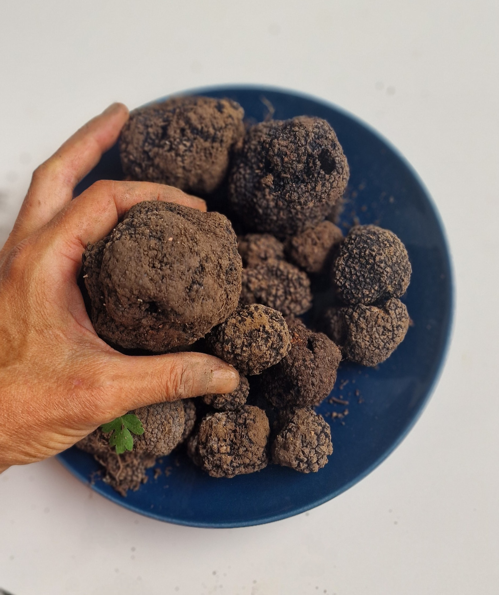 Une récolte de truffes dans une assiette bleue