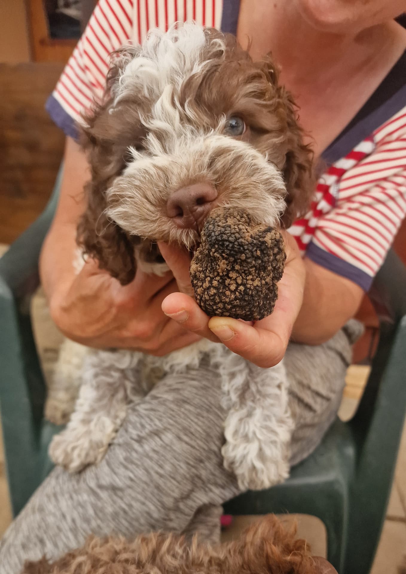 Un chiot Lagotto découvre une truffe tenue dans la main